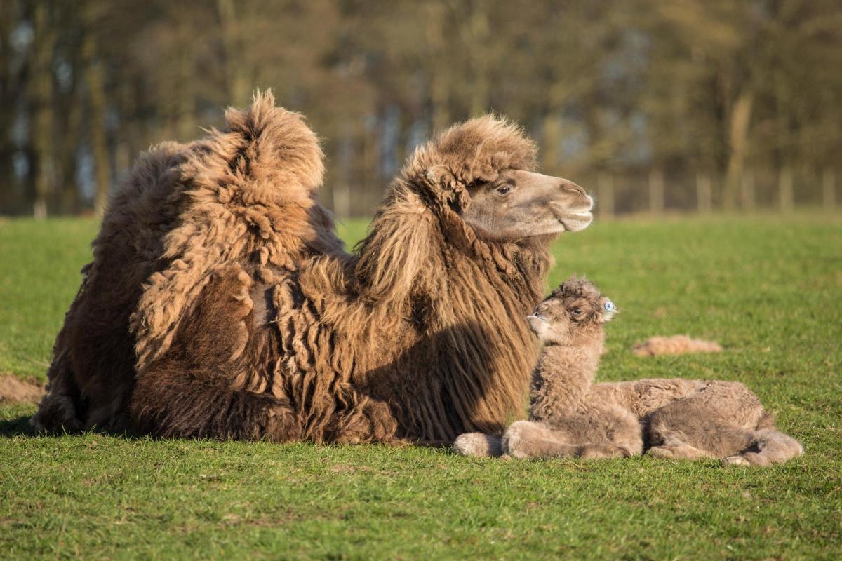 Scenic safari landscape at Knowsley Safari Park used for outdoor team‑building activities