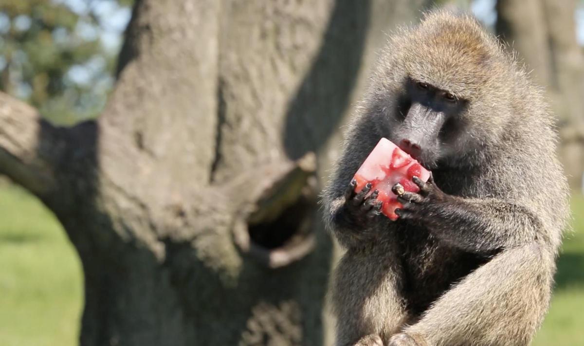 Safari drive‑through at Knowsley Safari Park providing a unique setting for CSR‑focused team‑building events