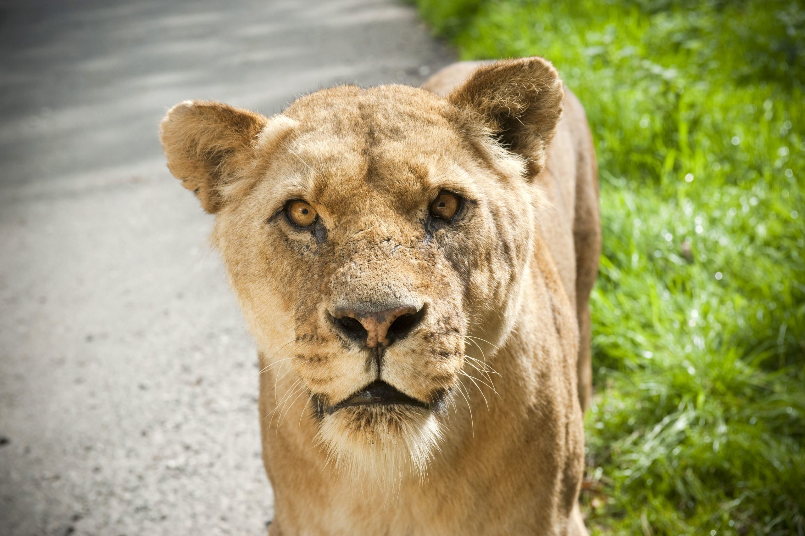 Lion at Knowsley Safari Park observed during a CSR‑focused corporate team‑building event