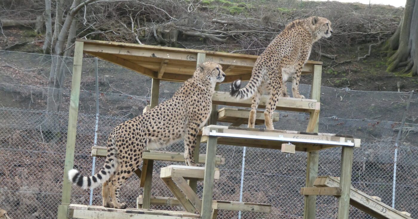 Team building participants observing Scotland’s only cheetah during a CSR wildlife conservation day at Five Sisters Zoo.