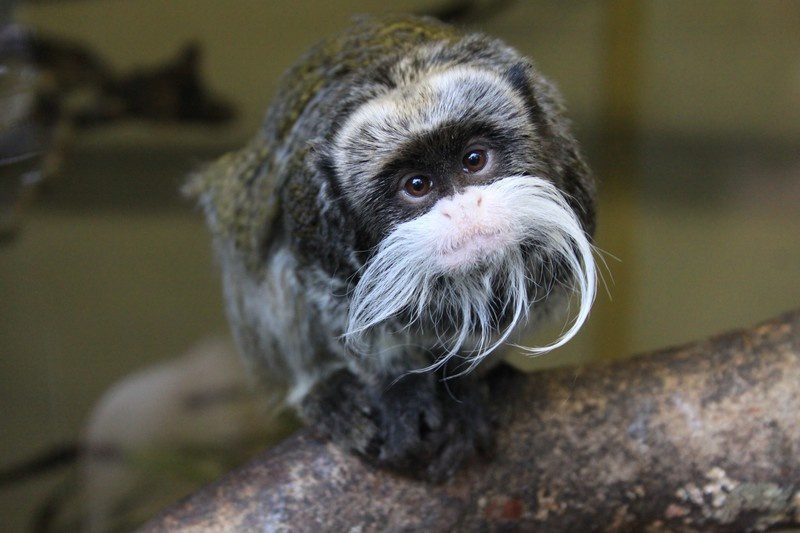 Shaldon Wildlife Trust corporate event supporting endangered species and global conservation projects