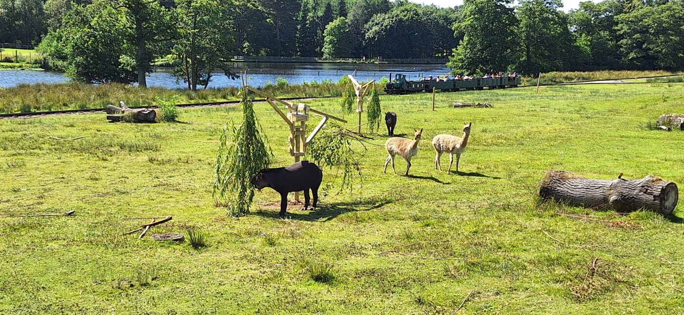 Scenic safari landscape at Knowsley Safari Park used for outdoor team‑building activities
