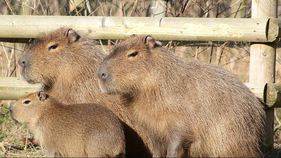 Team building workshop at Drayton Manor focused on animal welfare and corporate social responsibility