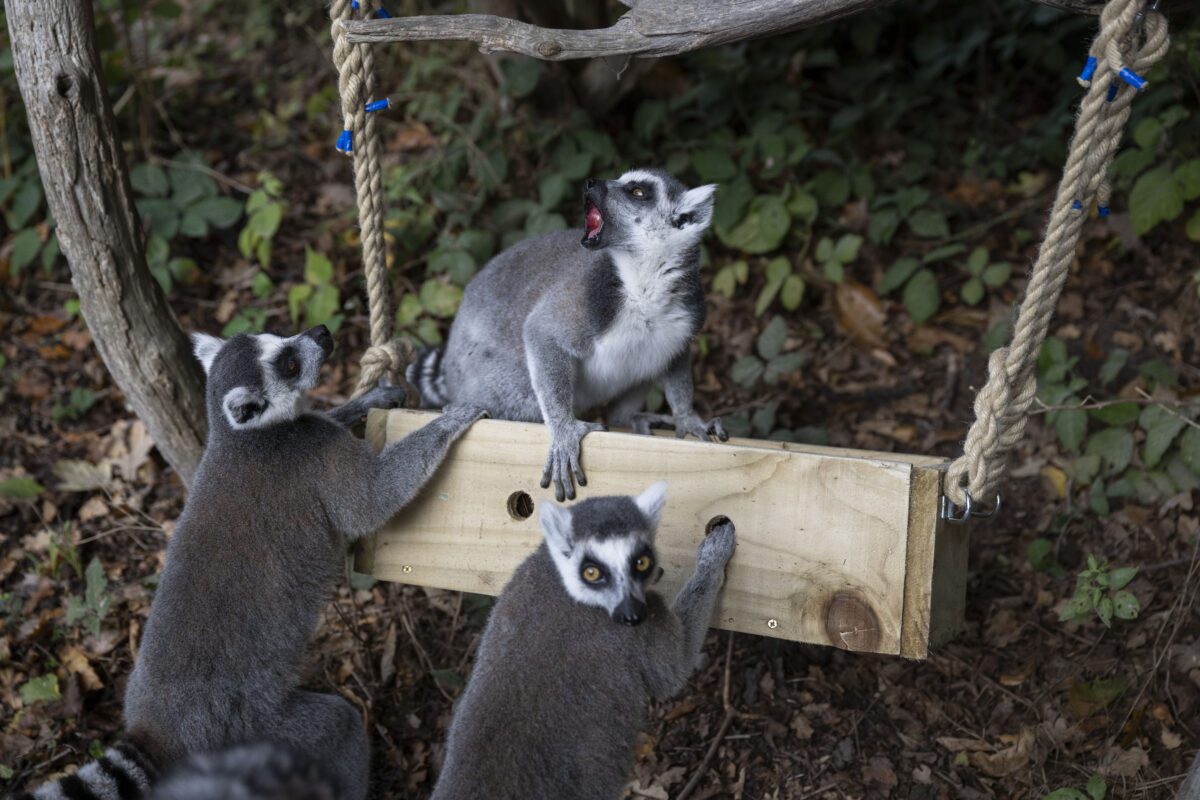 Corporate team building at West Midlands Safari Park with colleagues creating animal enrichment items that support wildlife welfare as part of a CSR‑focused activity