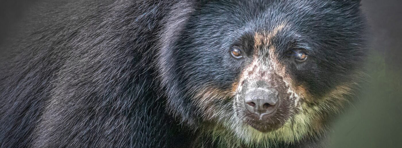 Corporate team building activity at Drayton Manor supporting wildlife conservation and CSR goals”