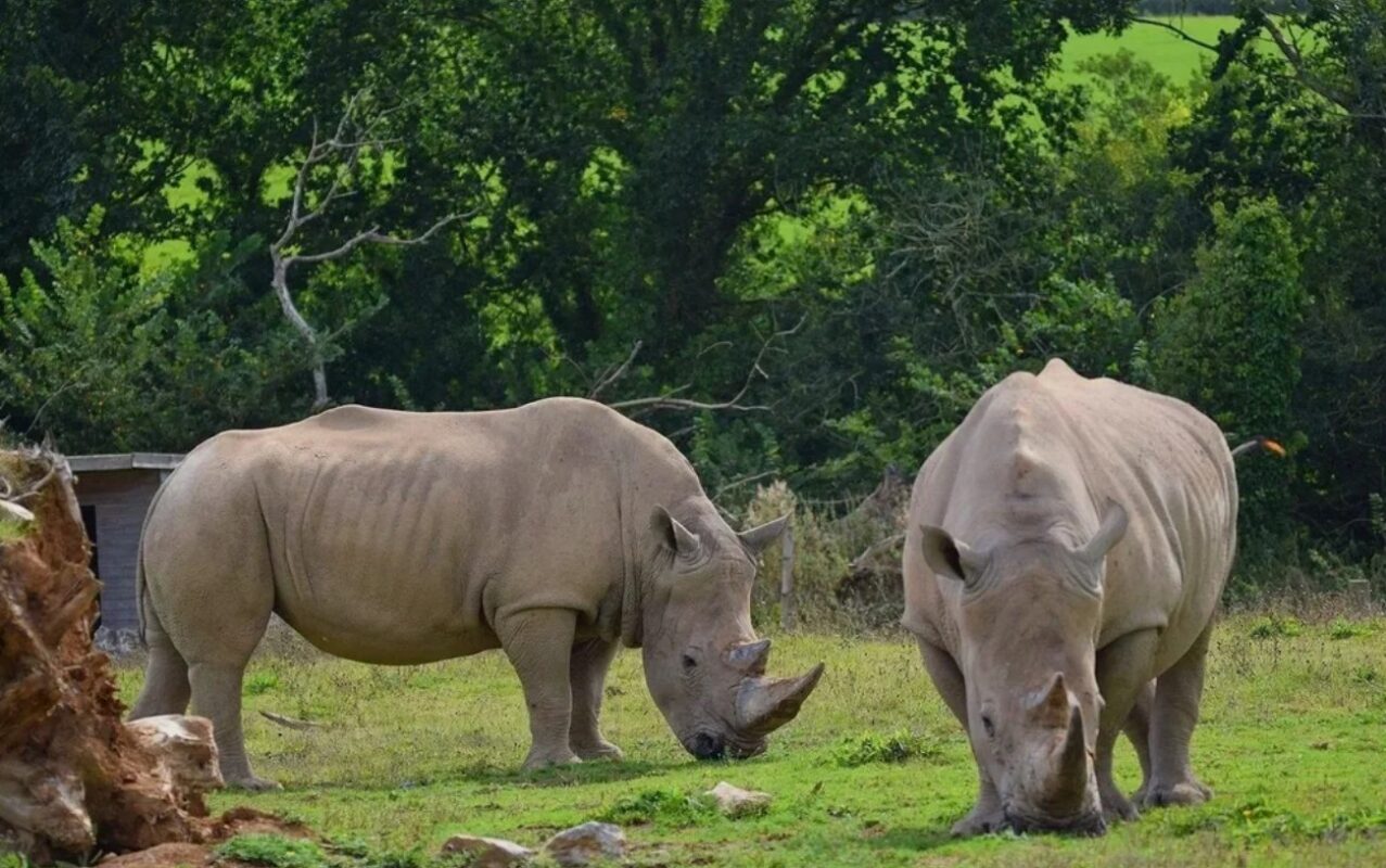 Team Building With Bite session at Manor Wildlife Park combining animal‑themed problem‑solving with conservation learning