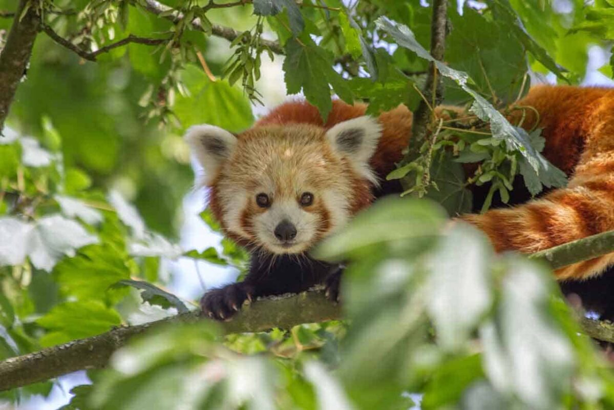 Team Building With Bite session at Manor Wildlife Park combining animal‑themed problem‑solving with conservation learning