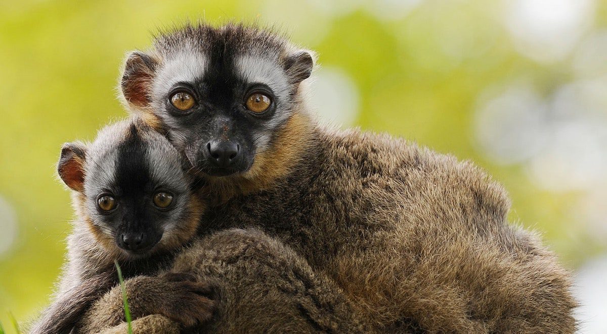 Conservation‑themed team‑building session at Manor Wildlife Park promoting CSR values and collaboration