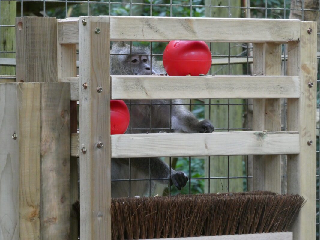 Corporate team building at Lakeview Monkey Sanctuary in Ascot, set within a private 10‑acre woodland supporting rescued primates and CSR impact. Team working together in the woodland at Lakeview Monkey Sanctuary, creating ethical CSR outcomes through hands‑on conservation activities near Ascot. Scenic woodland at Lakeview Monkey Sanctuary in Ascot, home to rescued monkeys and lemurs and used for immersive CSR team‑building experiences