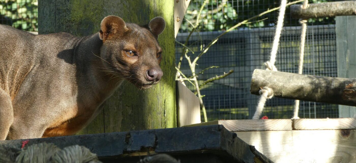 Fossa exploring its naturalistic habitat at Five Sisters Zoo, supported by CSR‑aligned corporate visits