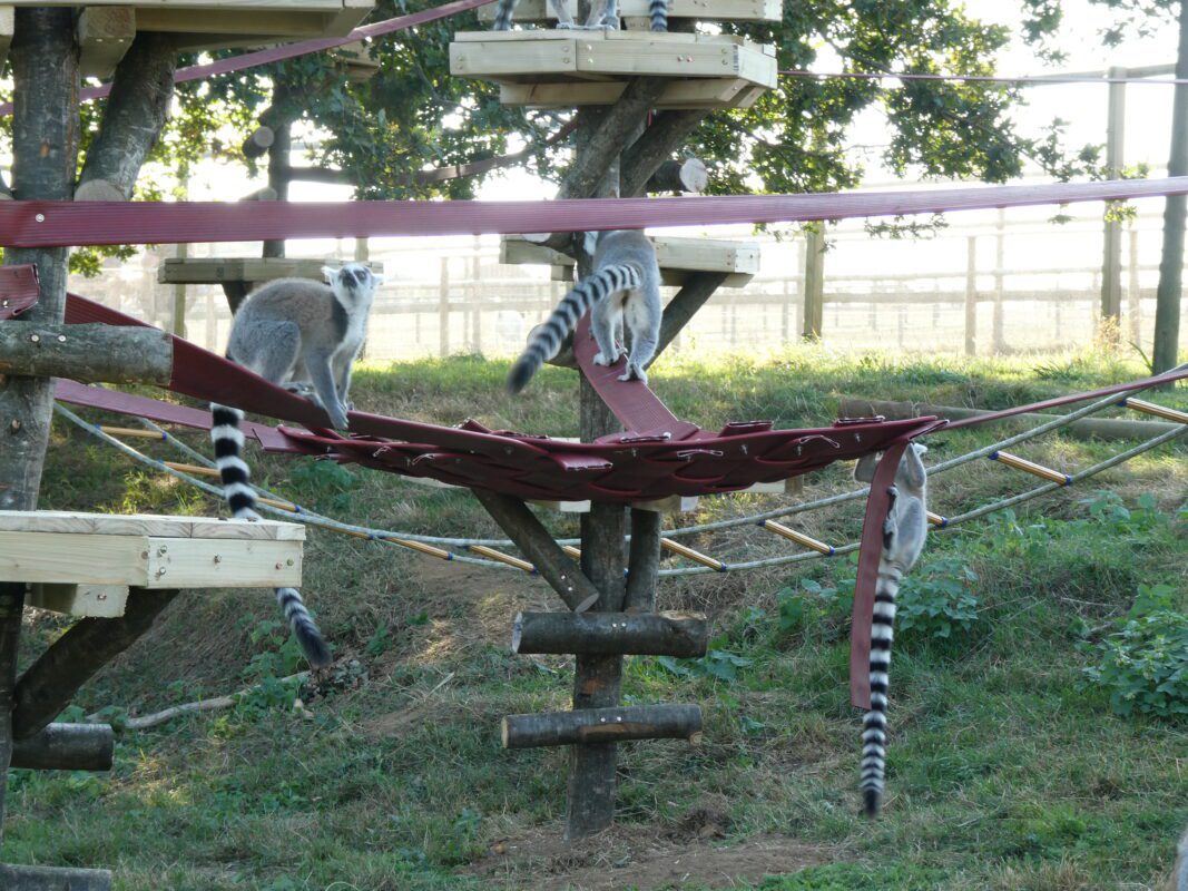 Corporate delegates engaging in outdoor team‑building tasks at Jimmy’s Farm’s countryside setting