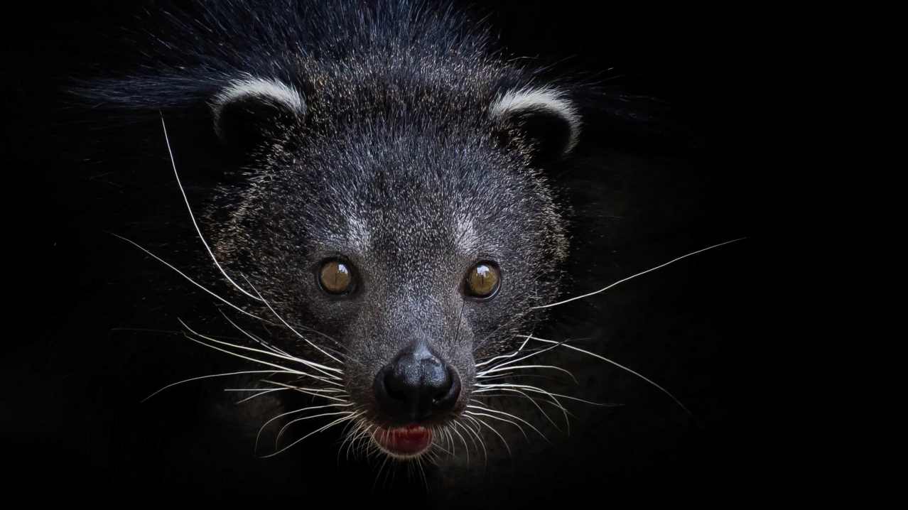 Shaldon Wildlife Trust corporate event supporting endangered species and global conservation projects