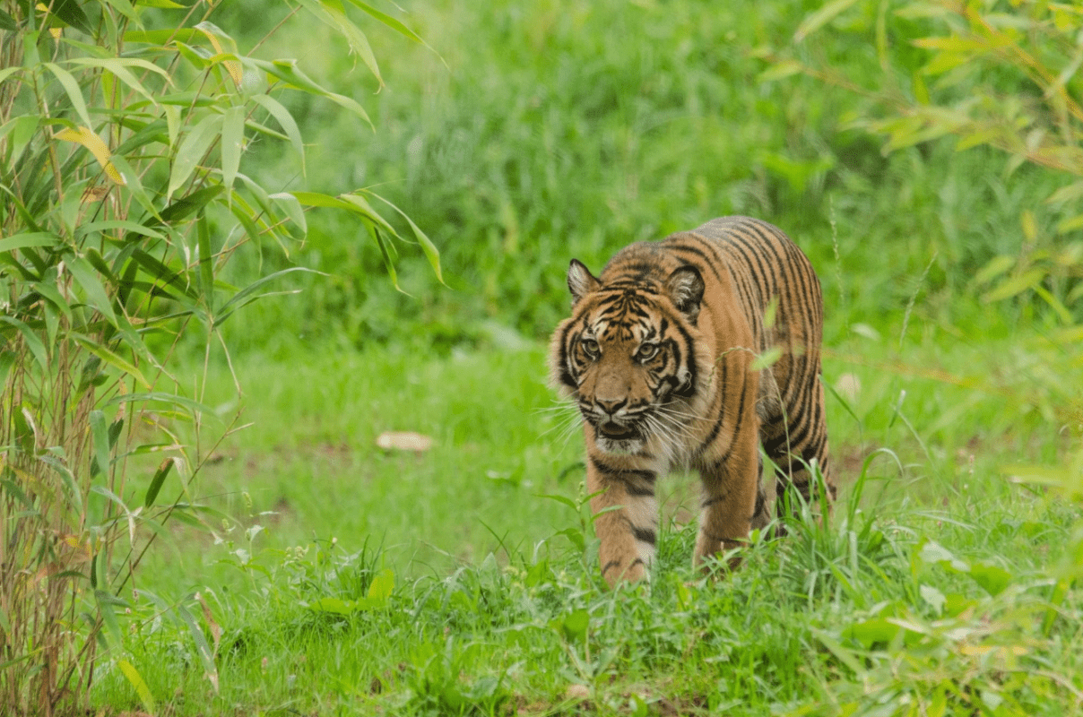 Team Building With Bite session at Manor Wildlife Park combining animal‑themed problem‑solving with conservation learning