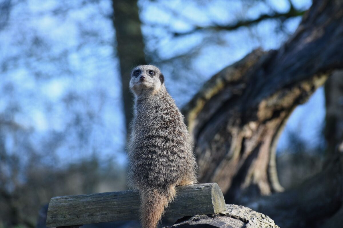 Meerkats at Manor Wildlife Park providing a wildlife backdrop for CSR‑focused team‑building activities