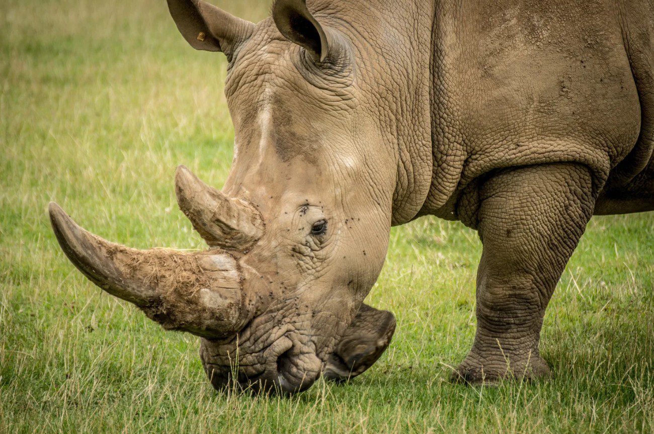 CSR‑focused team‑building event at Manor Wildlife Park supporting wildlife conservation