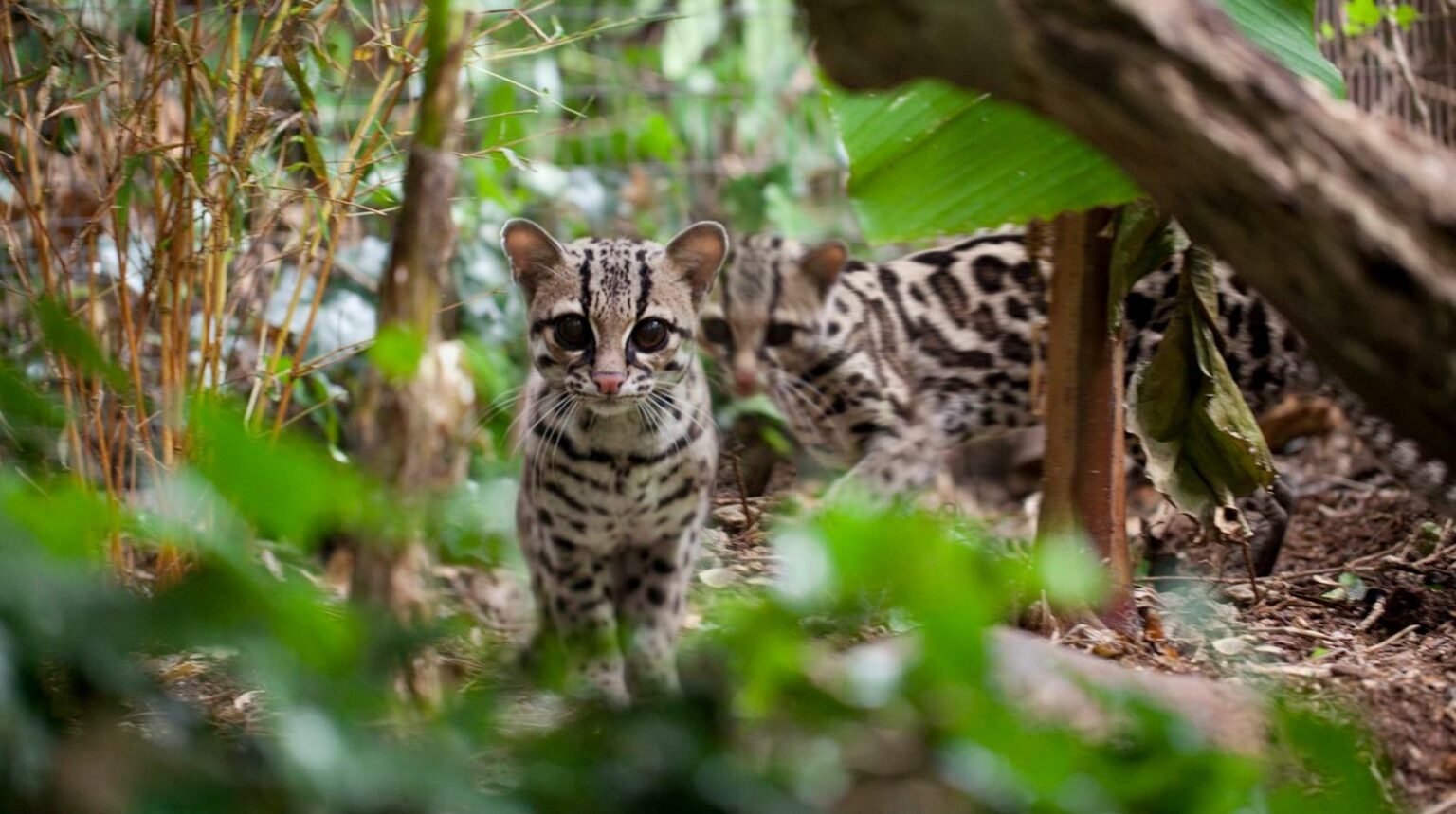Shaldon Zoo’s woodland enclosures, ideal for intimate team‑building and CSR engagement.