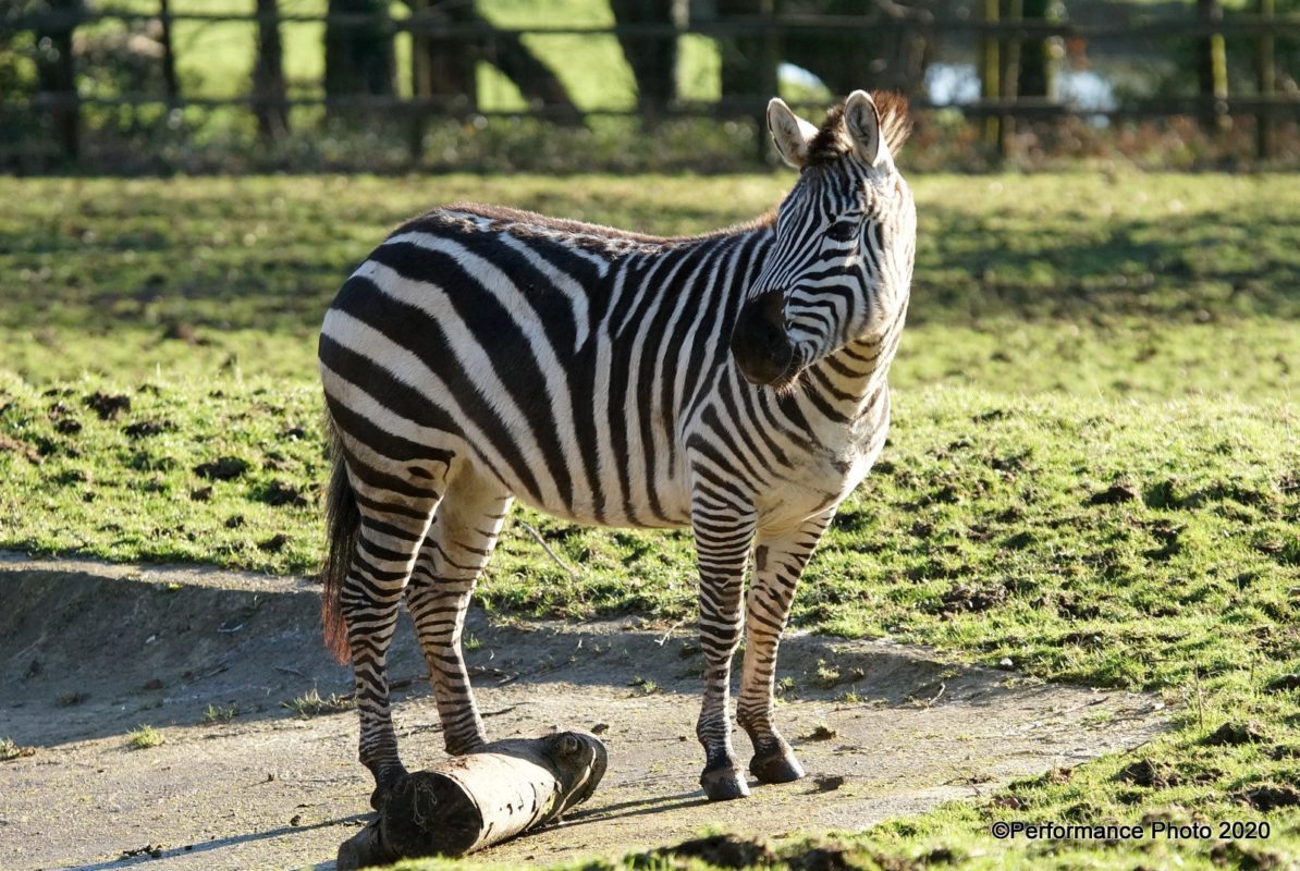 Team Building With Bite session at Dartmoor Zoo combining animal‑themed problem‑solving with conservation learning