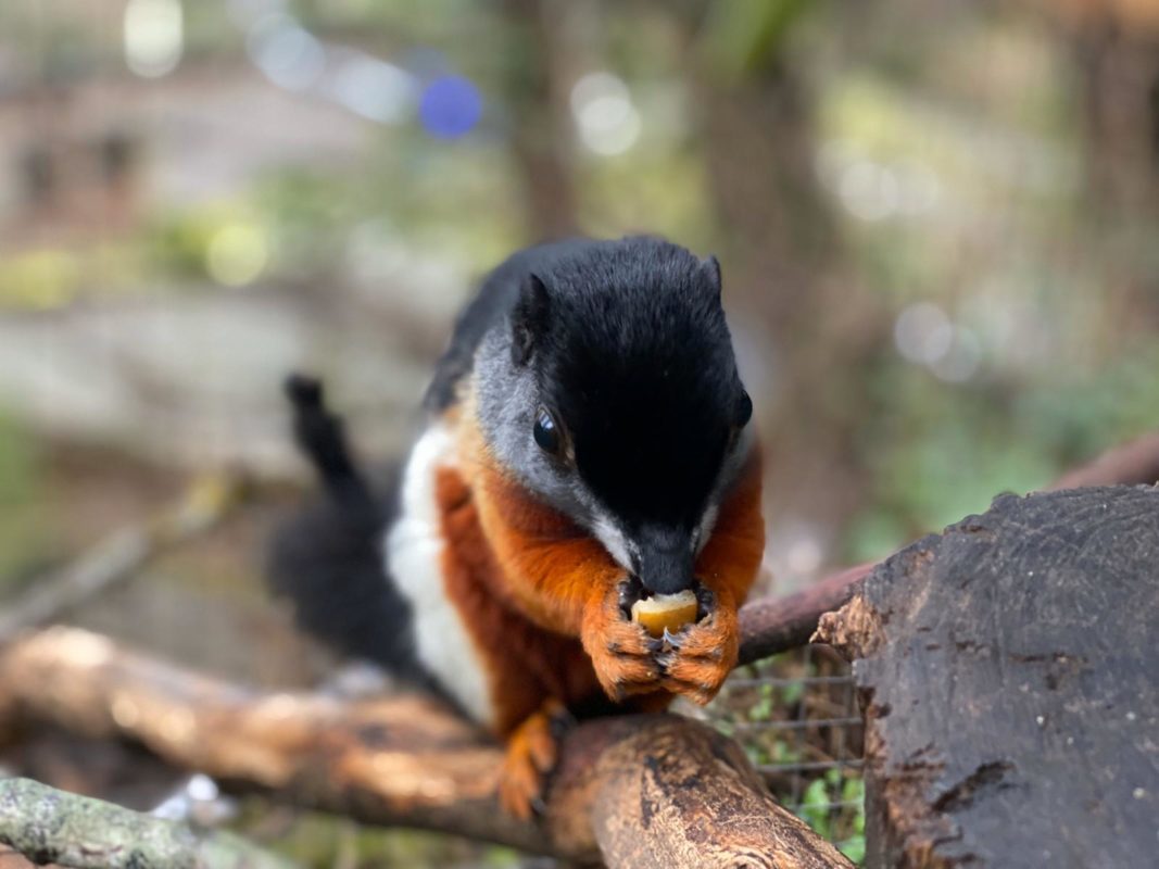 Shaldon Wildlife Trust corporate event supporting endangered species and global conservation projects