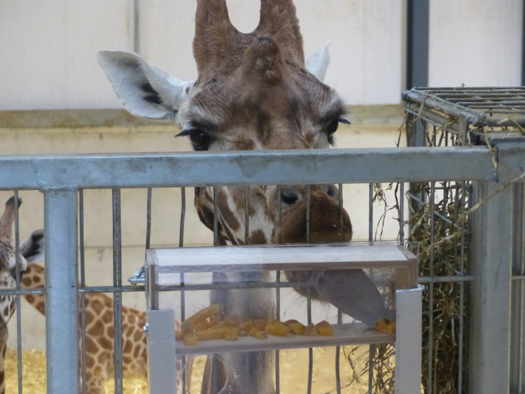 A giraffe feeding from an enrichment device constructed by a team‑building group at Woburn Safari Park, showcasing collaborative CSR efforts to support animal welfare and conservation. A giraffe enjoying a sustainable enrichment feeder crafted by a corporate team at Woburn Safari Park, symbolising shared CSR values and support for wildlife conservation.