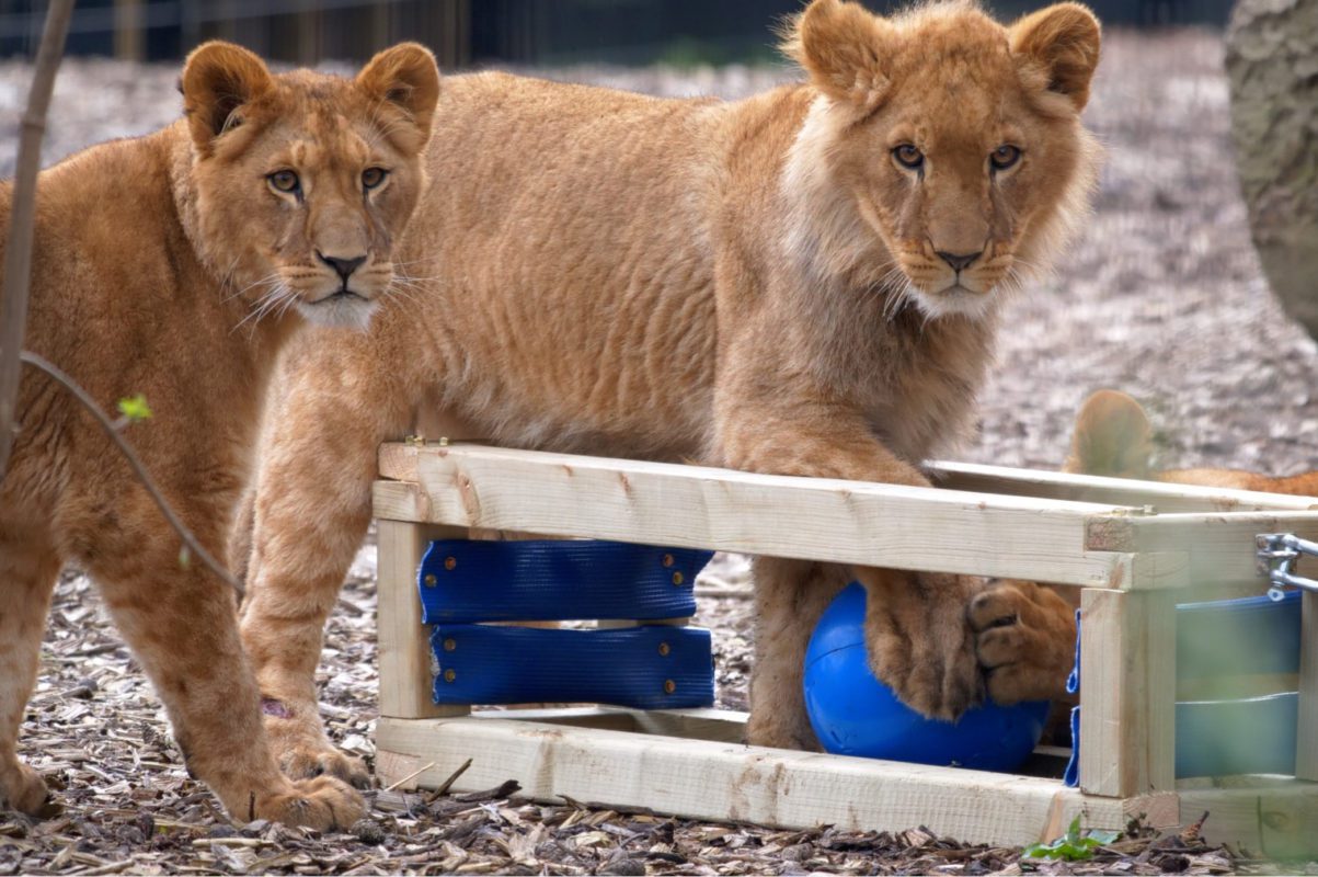 A group of lion cubs at Port Lympne enjoying an enrichment device built during a corporate team‑building event, showcasing practical CSR impact, hands‑on collaboration, and support for animal welfare and conservation. Lion cubs interacting with an enrichment structure created by employees at Port Lympne, reflecting a company’s commitment to CSR, animal welfare, and meaningful conservation support.