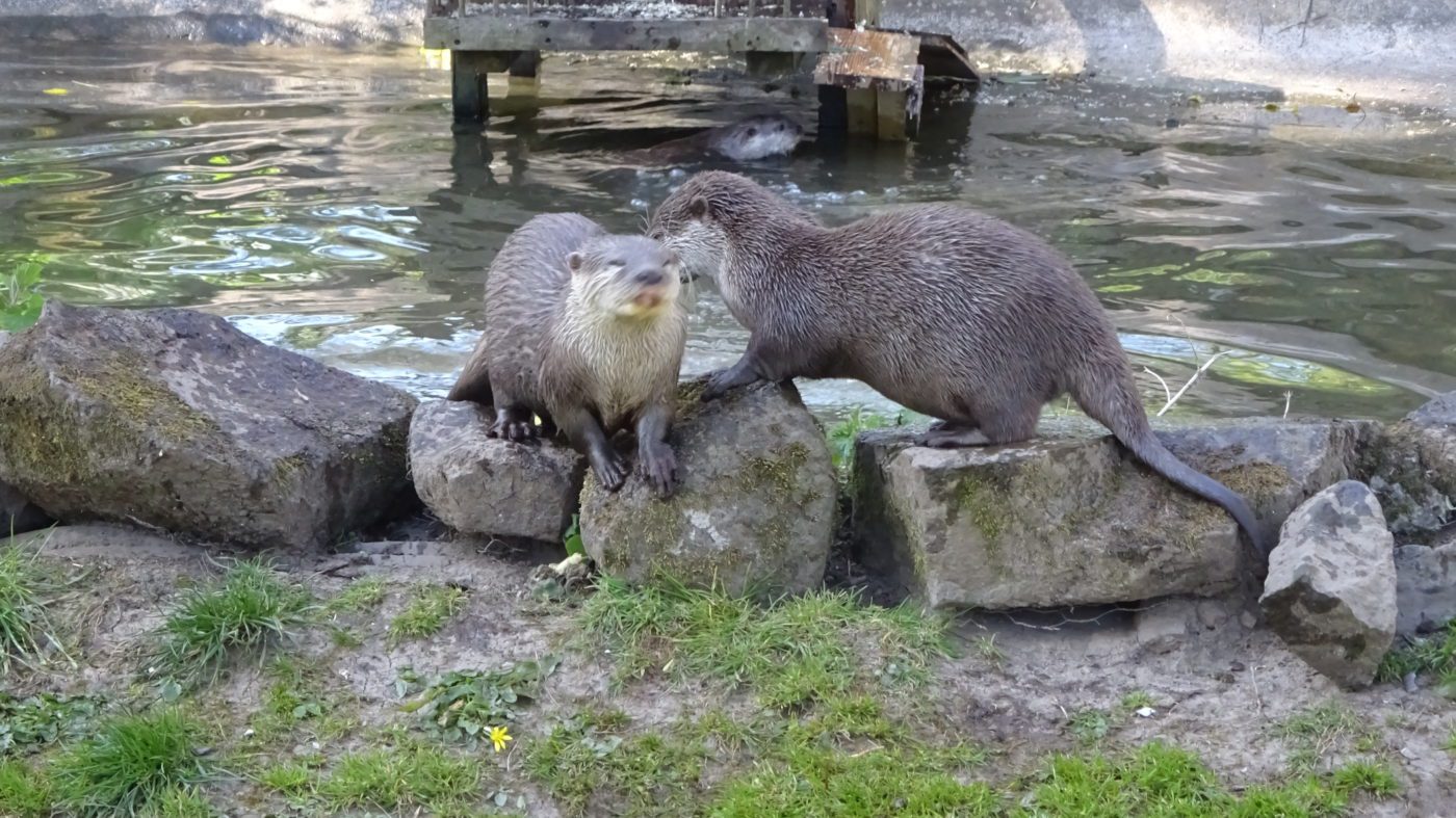 Team Building With Bite session at Dartmoor Zoo combining animal‑themed problem‑solving with conservation learning