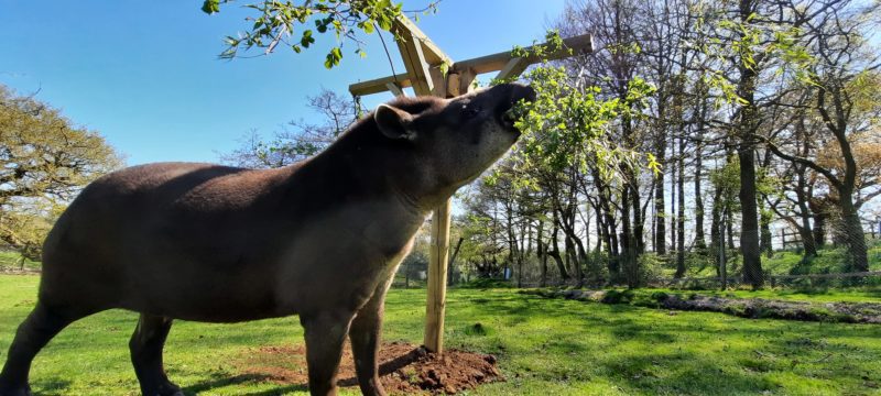 Team Building With Bite session at Dartmoor Zoo combining animal‑themed problem‑solving with conservation learning