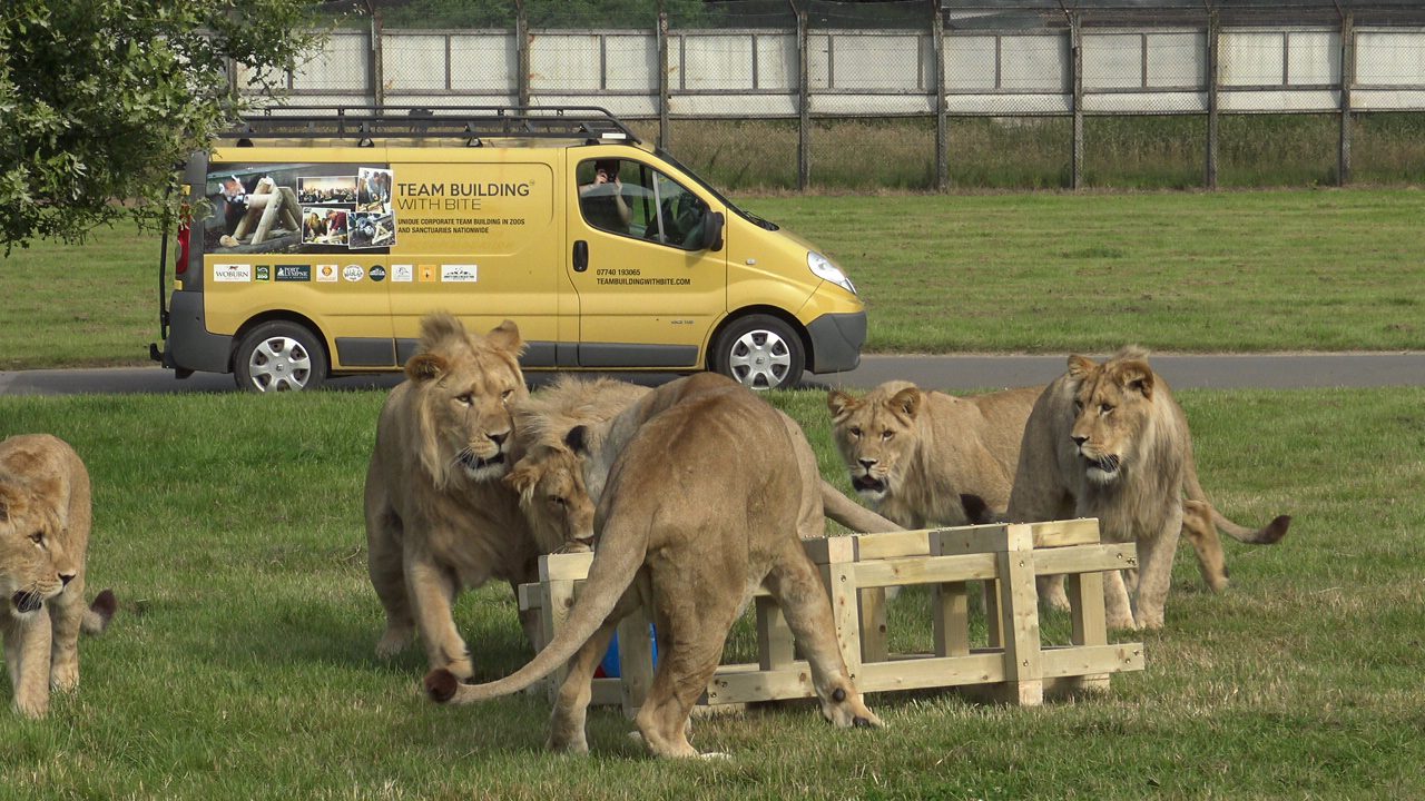 Lions at Woburn Safari Park playing with enrichment item built during corporate CSR team‑building event Woburn lions engaging with enrichment created by employees during hands‑on CSR workshop Lion pride interacting with enrichment device constructed by team‑building participants at Woburn Woburn Safari Park lions exploring enrichment furniture made during CSR conservation activity Lions benefiting from enrichment built by corporate team during purpose‑driven CSR event