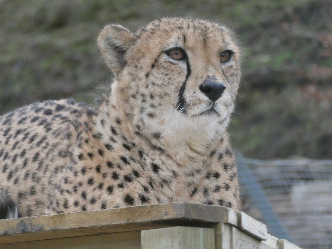Team building participants observing Scotland’s only cheetah during a CSR wildlife conservation day at Five Sisters Zoo.