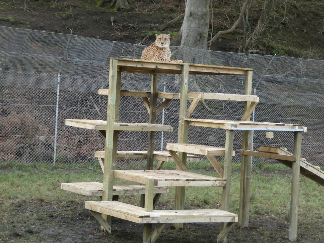 Team building participants observing Scotland’s only cheetah during a CSR wildlife conservation day at Five Sisters Zoo.