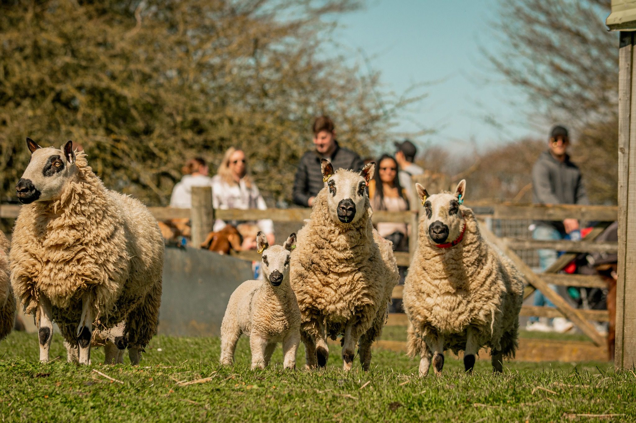 Senior leaders participating in a CSR‑focused team‑building activity at Cotswold Farm Park, supporting rare breed conservation. CEO engaging with rare breed animals during a corporate away day, highlighting commitment to ethical and sustainable business practices. Leadership team collaborating outdoors at Cotswold Farm Park, reinforcing company values around responsibility, conservation, and community impact.