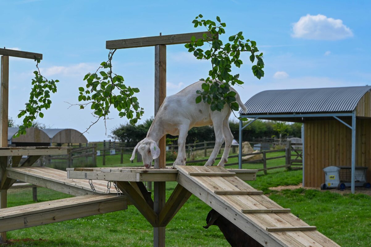 Senior leaders participating in a CSR‑focused team‑building activity at Cotswold Farm Park, supporting rare breed conservation. CEO engaging with rare breed animals during a corporate away day, highlighting commitment to ethical and sustainable business practices. Leadership team collaborating outdoors at Cotswold Farm Park, reinforcing company values around responsibility, conservation, and community impact.