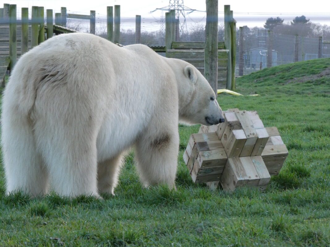 Employees engaged in a CSR team‑building experience at Yorkshire Wildlife Park, working together beside the polar bear enclosure to support conservation and animal welfare initiatives. A company team participating in a sustainability‑led team‑building session at Yorkshire Wildlife Park, with polar bears in the background symbolising the organisation’s commitment to environmental stewardship.