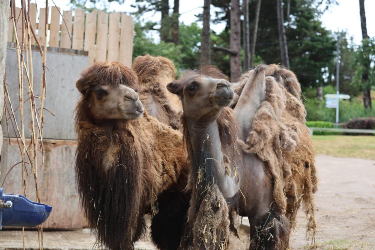 Team building workshop at Welsh Mountain Zoo in wales focused on animal welfare and corporate social responsibility