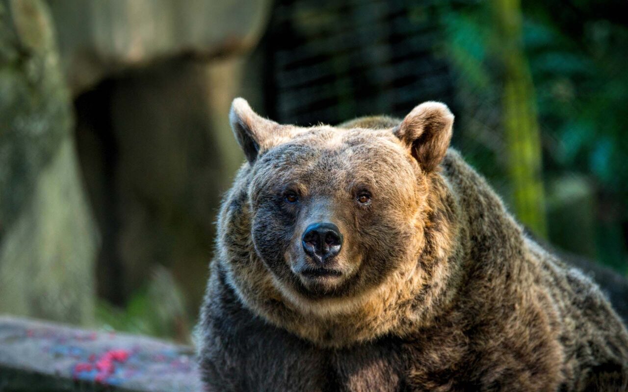 Team building workshop at Welsh Mountain Zoo in wales focused on animal welfare and corporate social responsibility