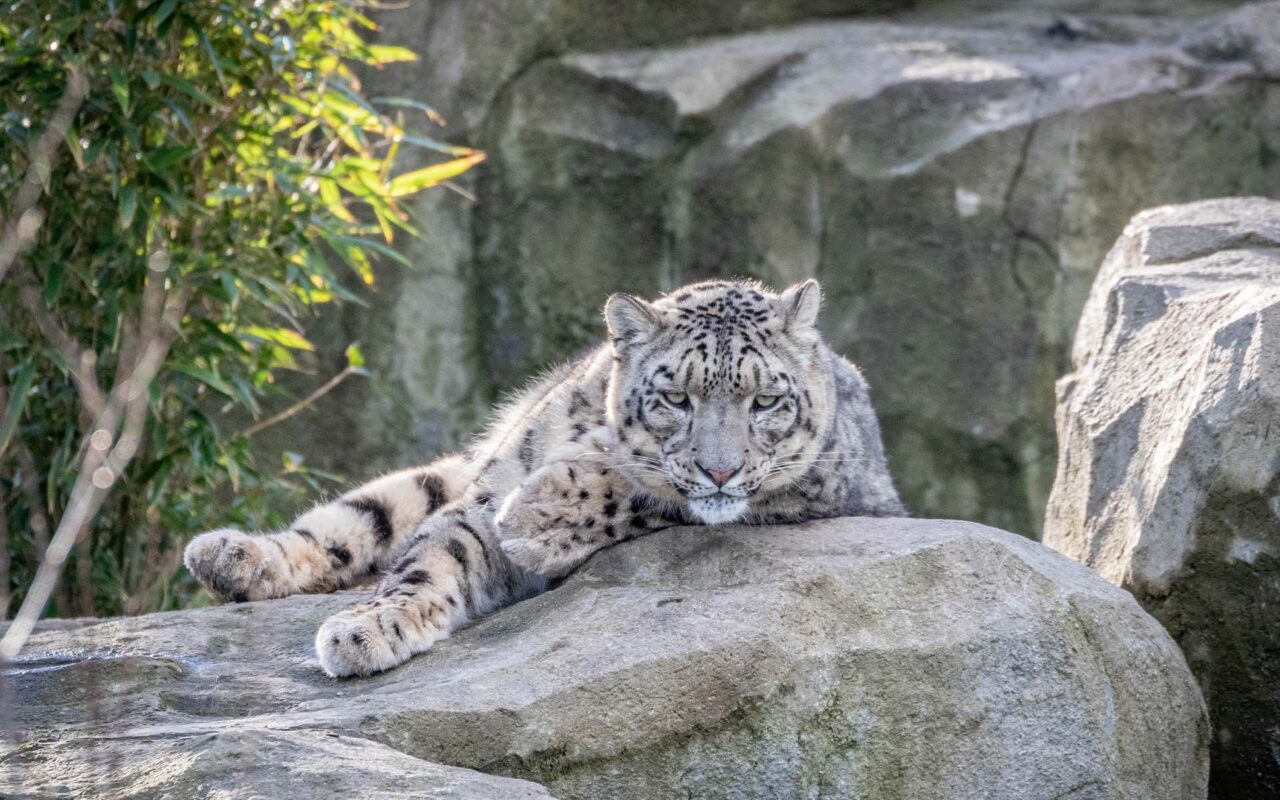 Team building workshop at Welsh Mountain Zoo in wales focused on animal welfare and corporate social responsibility