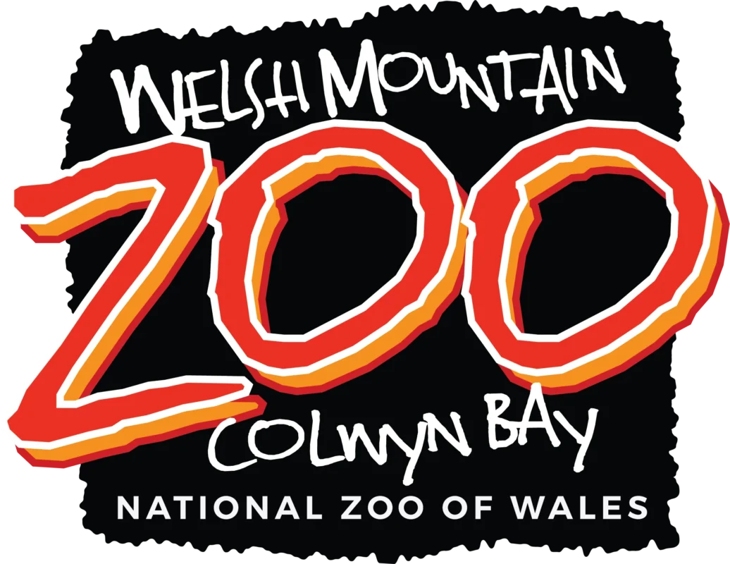 Team building workshop at Welsh Mountain Zoo in wales focused on animal welfare and corporate social responsibility