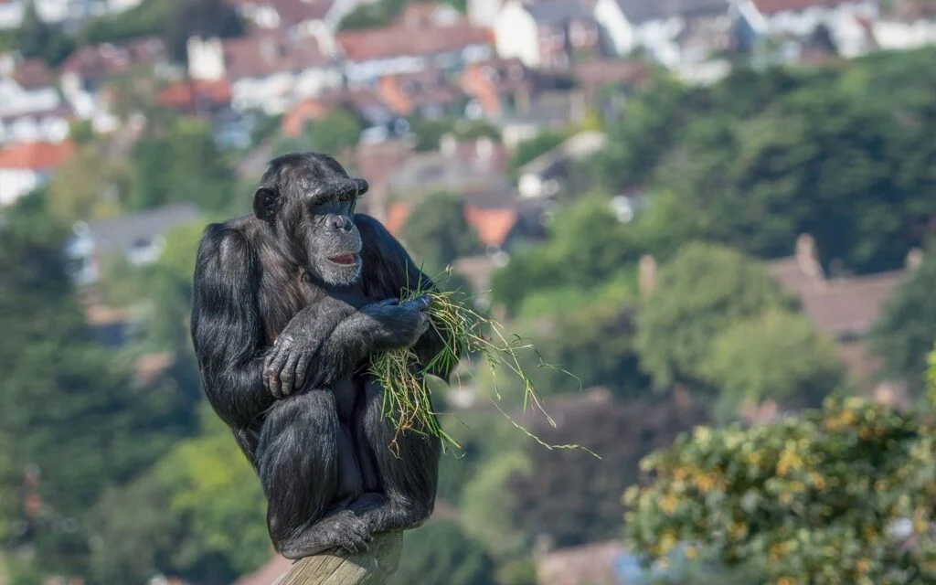 Team building workshop at Welsh Mountain Zoo in wales focused on animal welfare and corporate social responsibility