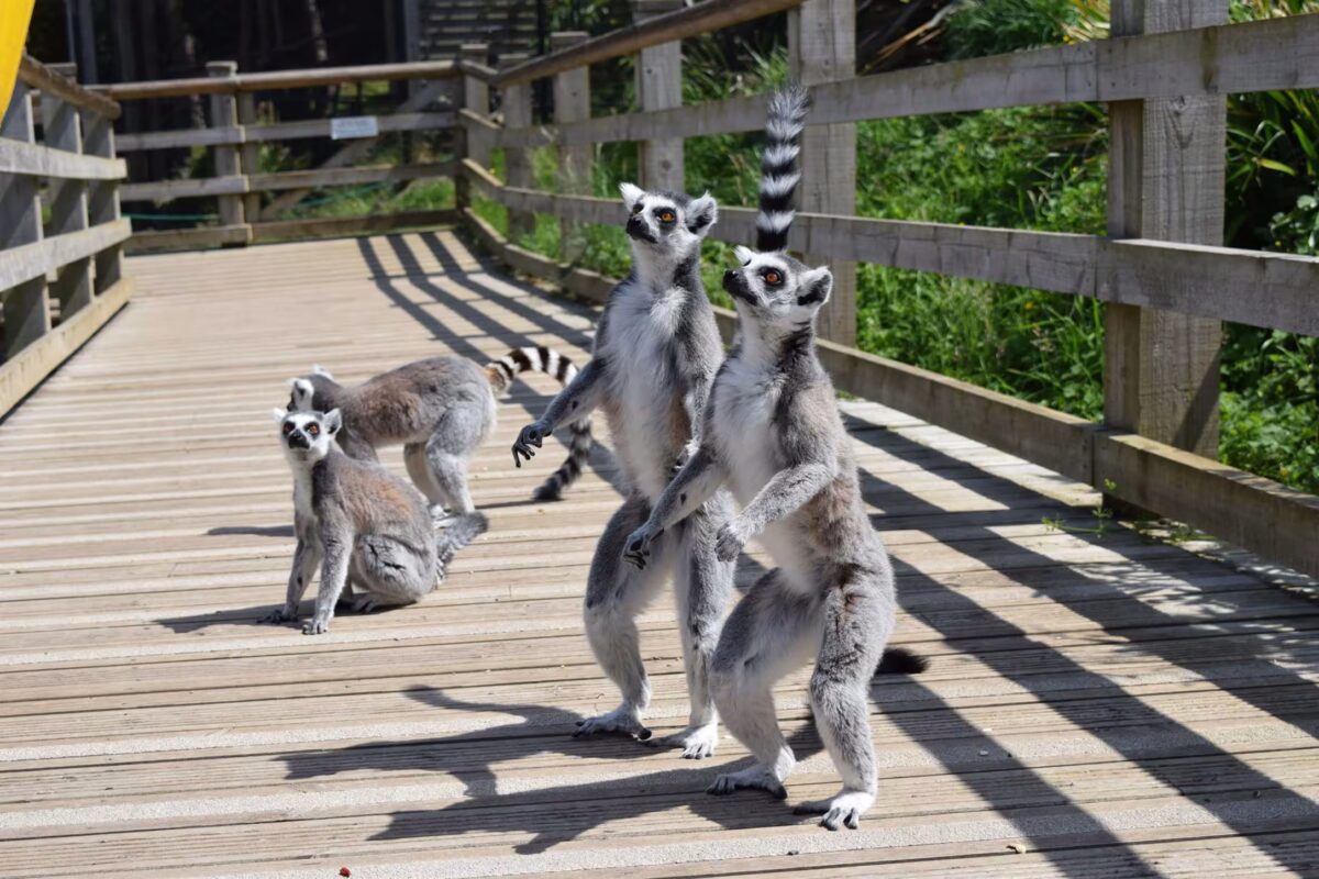 Team building workshop at Welsh Mountain Zoo in wales focused on animal welfare and corporate social responsibility