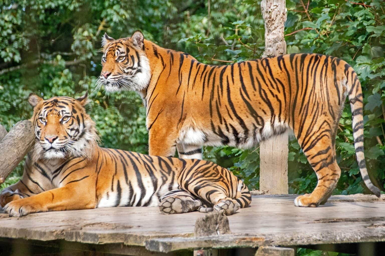 Team building workshop at Welsh Mountain Zoo in wales focused on animal welfare and corporate social responsibility